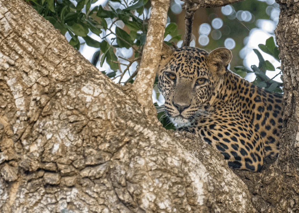 A spotted African leopard resting on a tree branch in a riverine forest.