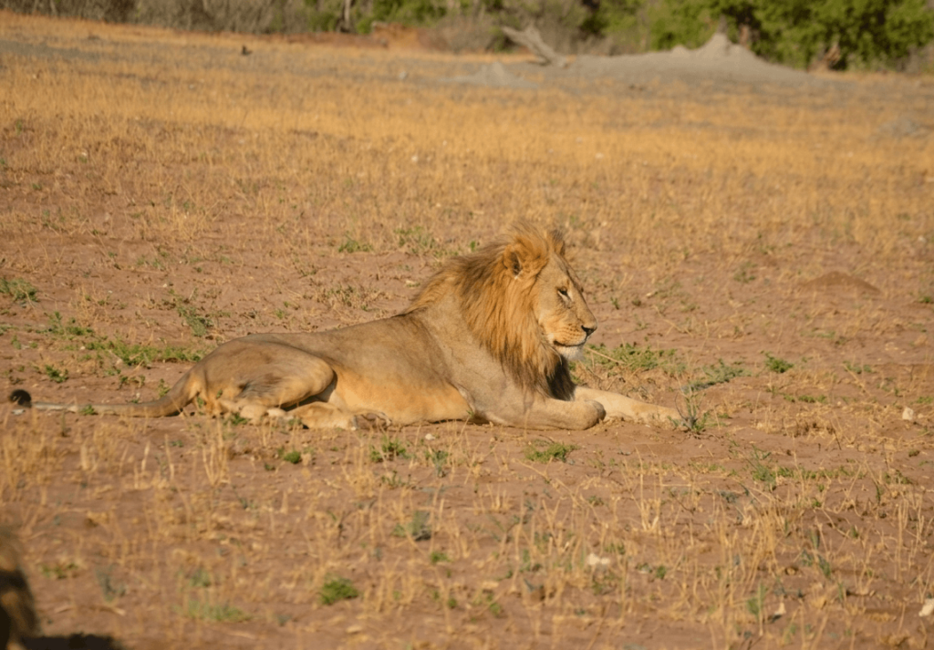 A male African lion with a thick mane resting in the grass of the savanna.