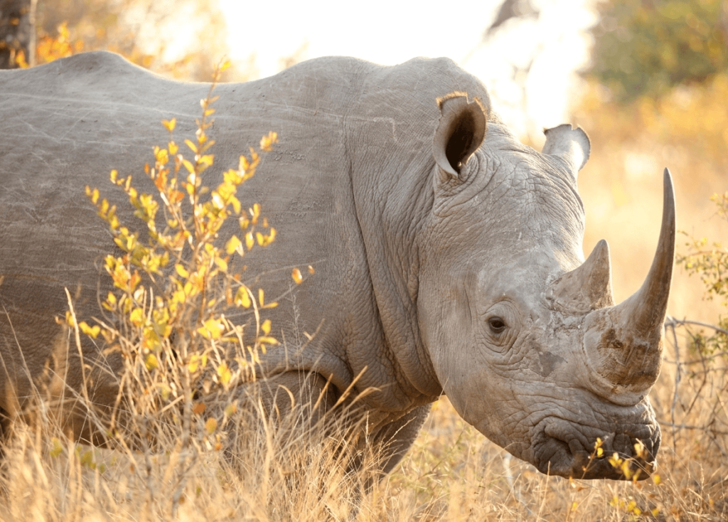A white rhinoceros standing in the short grass of the African savanna.