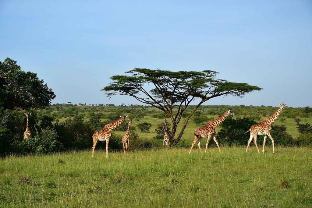 What Are the Top 10 Animals to See on Safari in Africa?