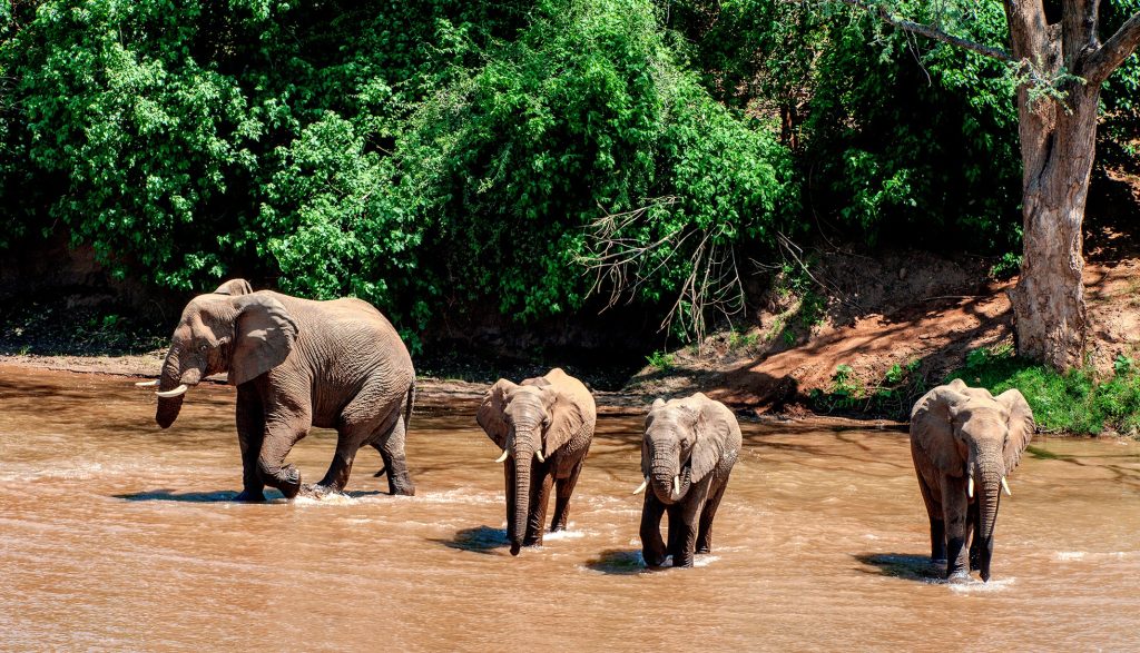 Which Animals Are the Most Dangerous in Africa?