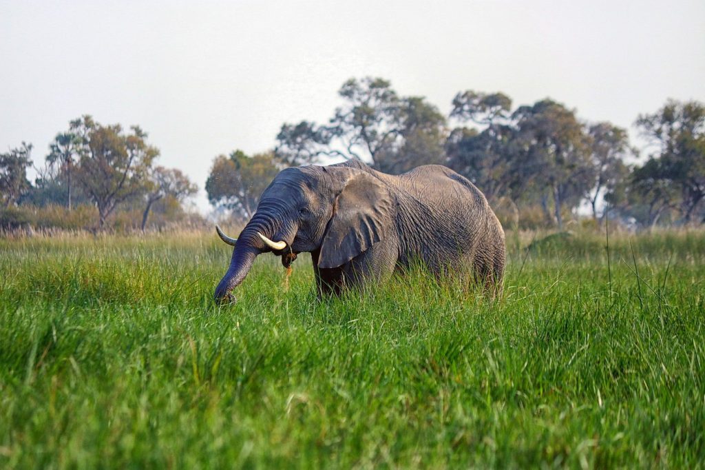 What Are 10 Amazing Facts About Africa’s Wildlife
