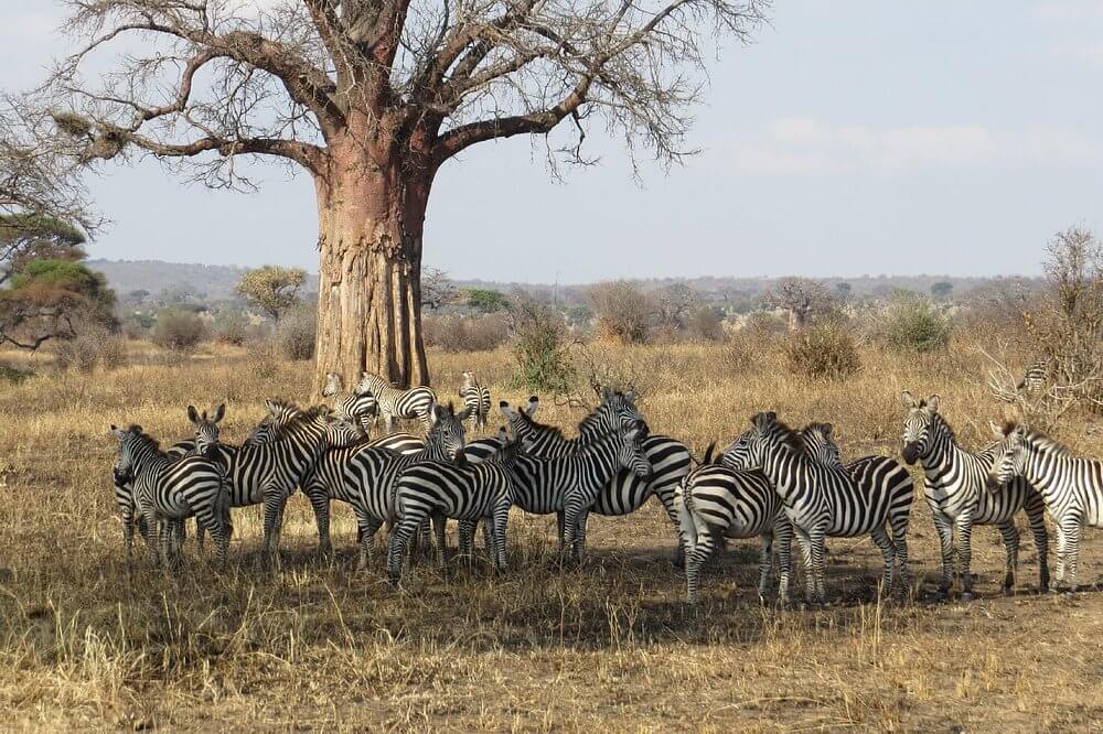 Tanzania Safari 4 days/ 3 nights