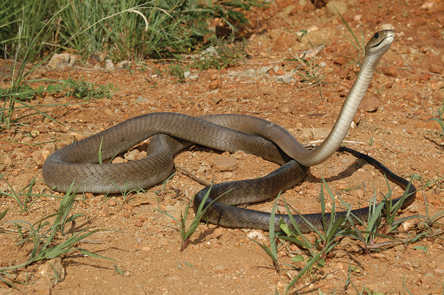 What Are 10 Amazing Facts About Africa’s Wildlife