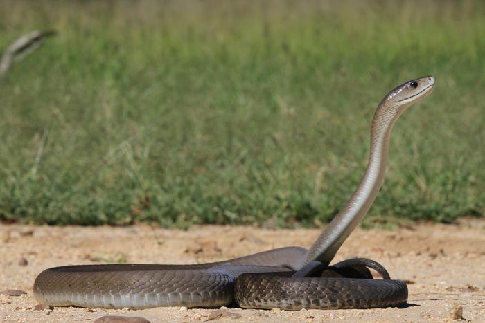 What are the most dangerous snake in Africa?