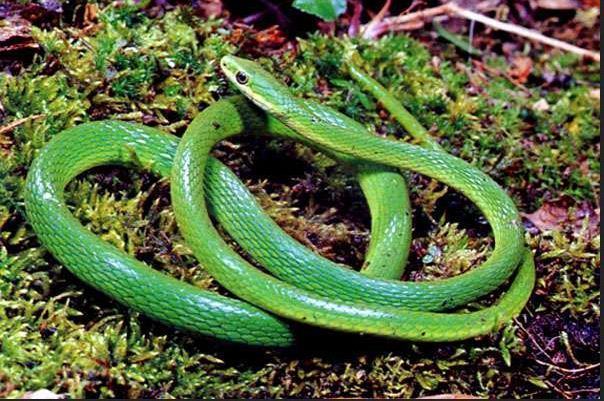 What are the most dangerous snake in Africa