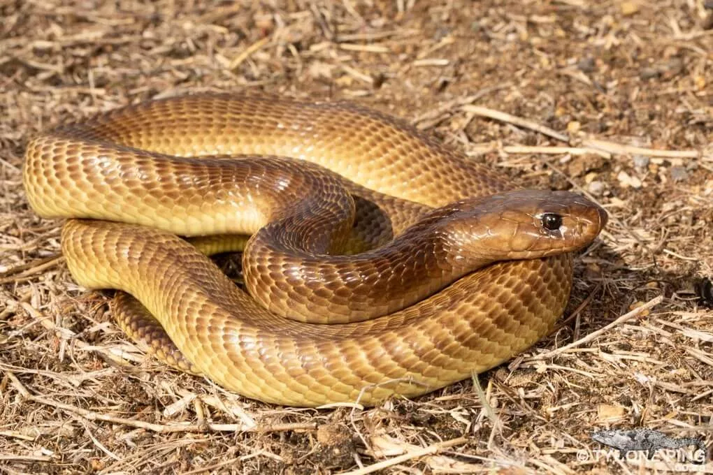 What are the most dangerous snake in Africa