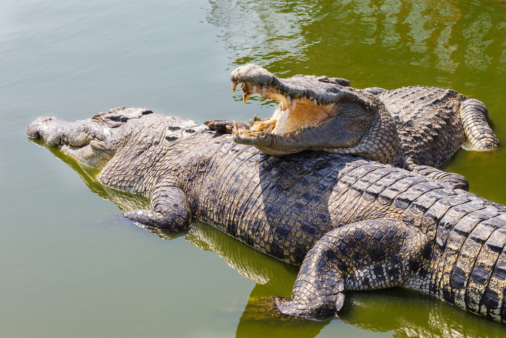 What Are 10 Amazing Facts About Africa’s Wildlife