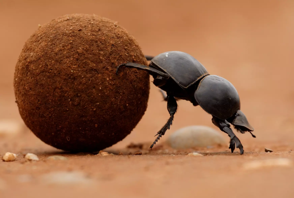 What Are 10 Amazing Facts About Africa’s Wildlife