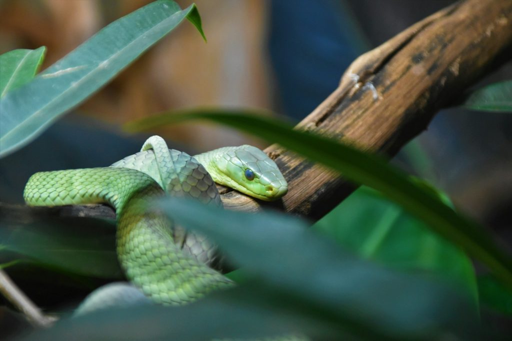 What are the most dangerous snake in Africa