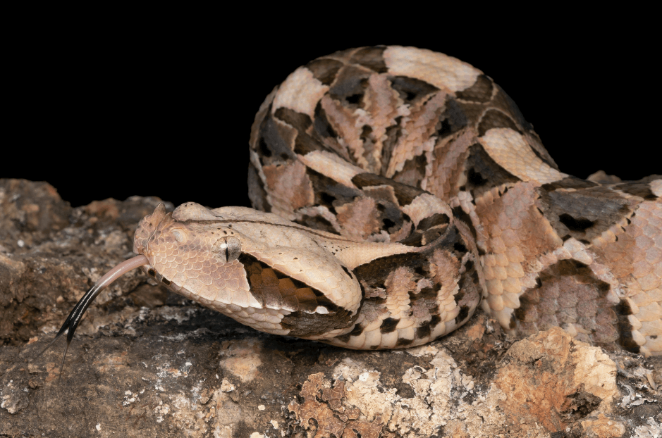 What are the most dangerous snake in Africa