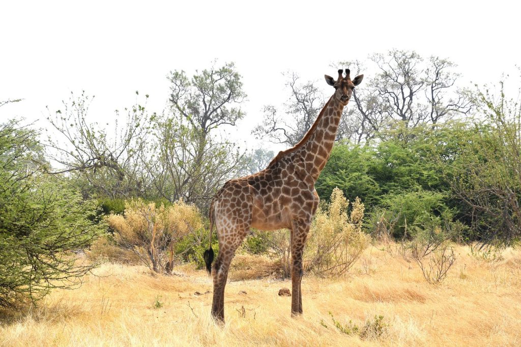 What Are the Top 10 Animals to See on Safari in Africa