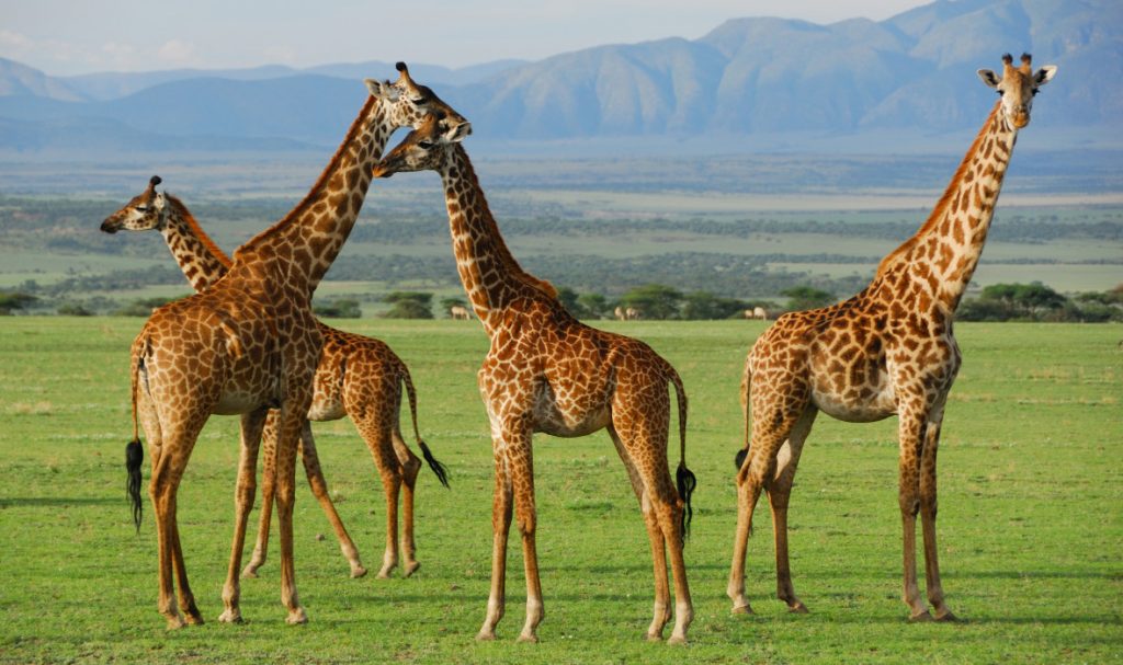 What Are 10 Amazing Facts About Africa’s Wildlife