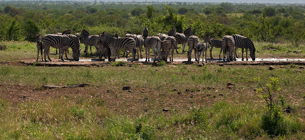 Where is the best place in Africa to see lions?