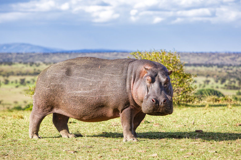 What Are the Top 10 Animals to See on Safari in Africa