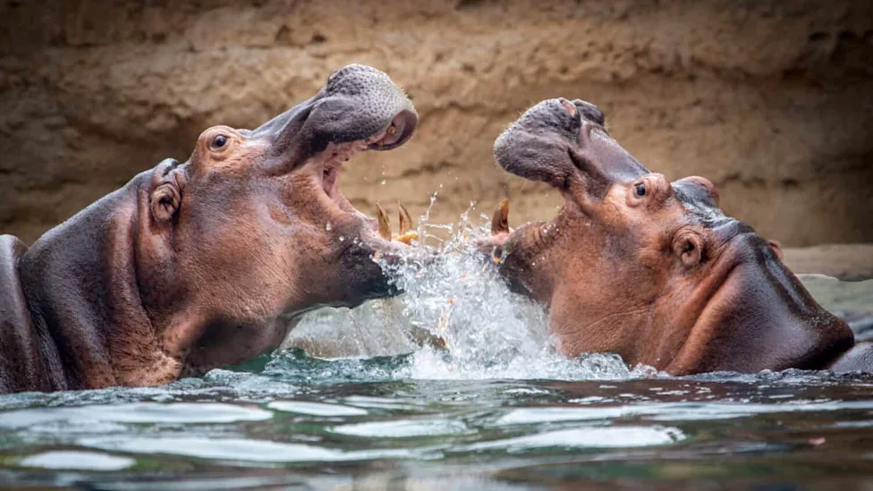 Which Animals Are the Most Dangerous in Africa