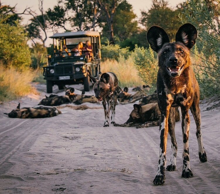 What Are 10 Amazing Facts About Africa’s Wildlife