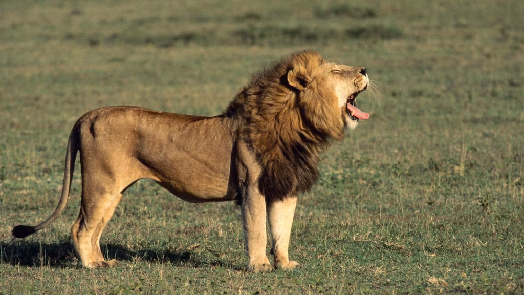 Which Animals Are the Most Dangerous in Africa?