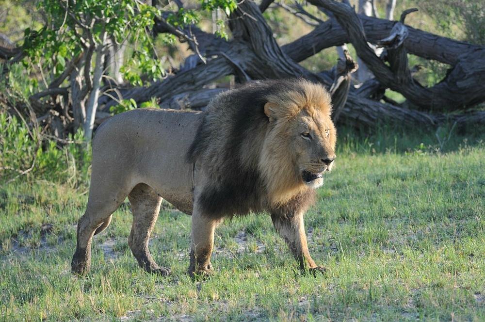 What Are the Top 10 Animals to See on Safari in Africa