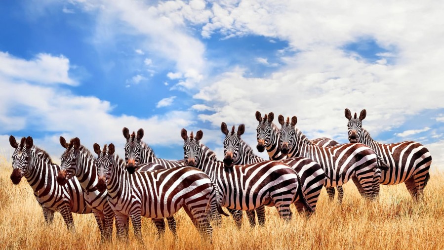What Makes Maasai Mara National Reserve Kenya’s Premier National Park