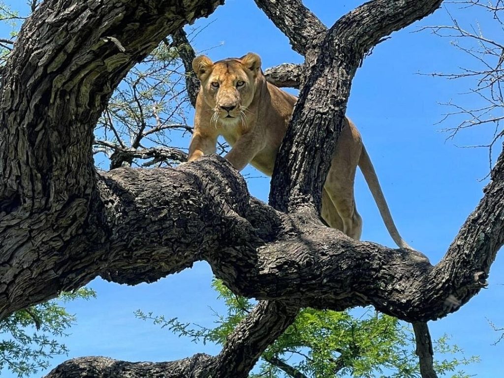 6 Days Safari with Serengeti, Ngorongoro, Manyara NP and Tarangire NP