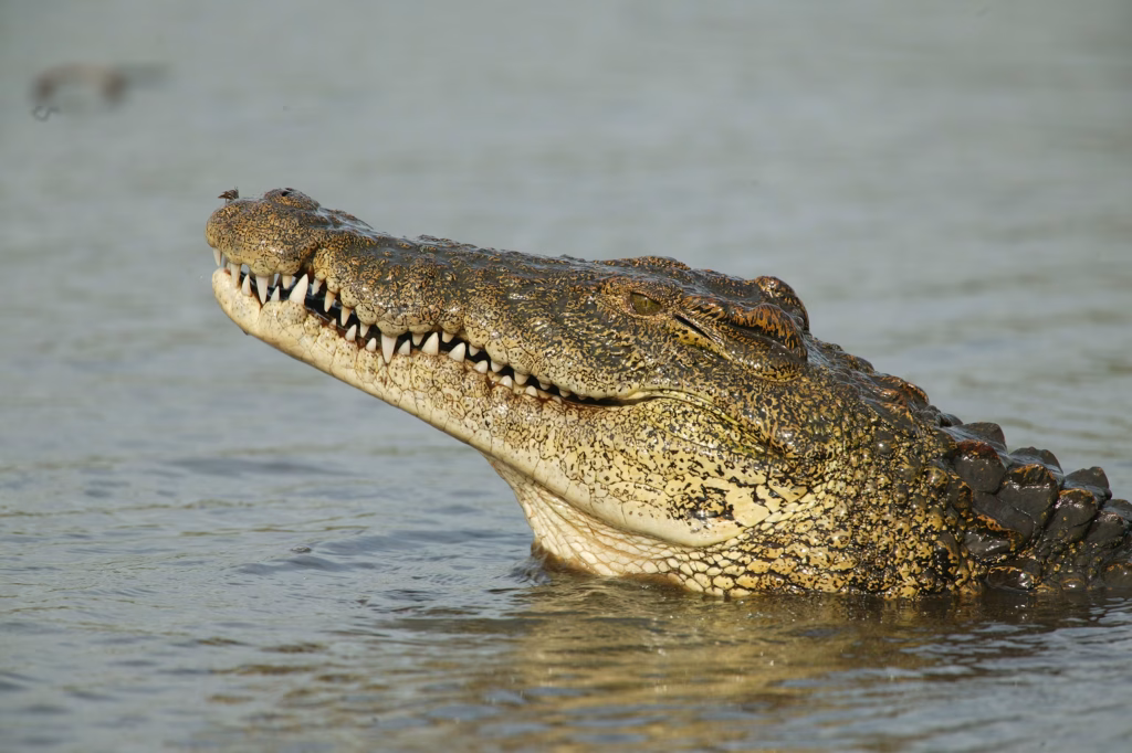 Which Animals Are the Most Dangerous in Africa?