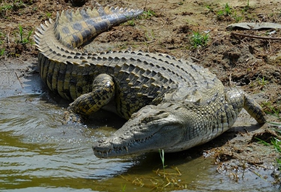What Are the Top 10 Animals to See on Safari in Africa