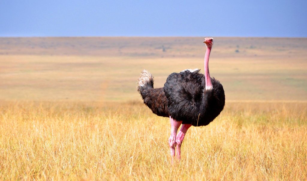 What Are 10 Amazing Facts About Africa’s Wildlife