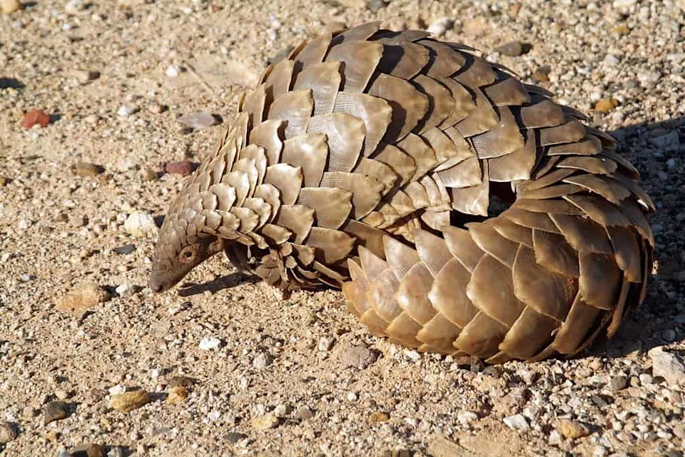 What Are 10 Amazing Facts About Africa’s Wildlife