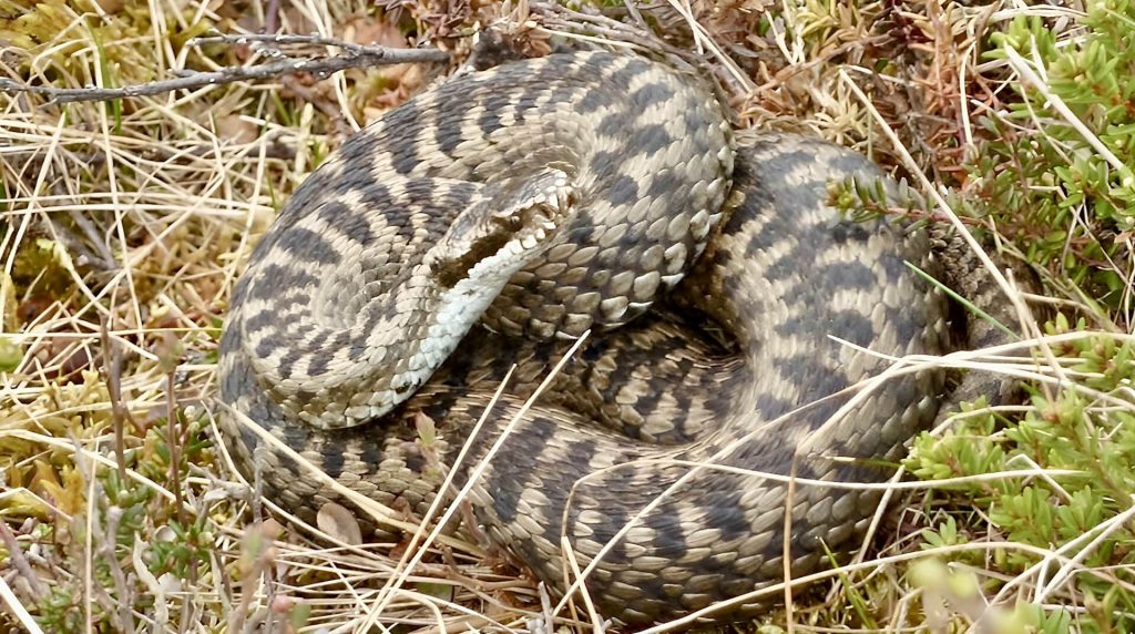 What are the most dangerous snake in Africa?