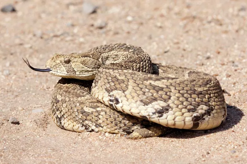 Which Animals Are the Most Dangerous in Africa?