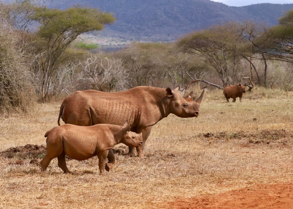 Which Animals Are the Most Dangerous in Africa?
