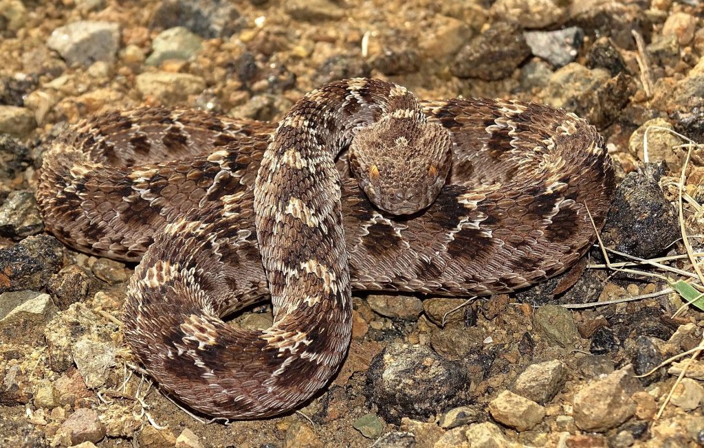 Saw-Scaled Viper or Carpet Viper