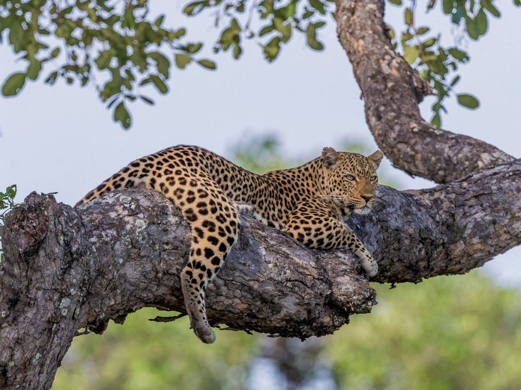Where is the best place in Africa to see lions