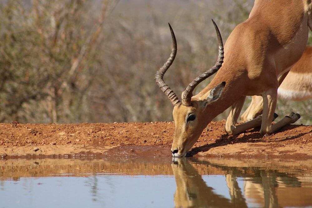 Tanzania Safari 6 days / 5 nights: The Grand Northern Circuit Expedition