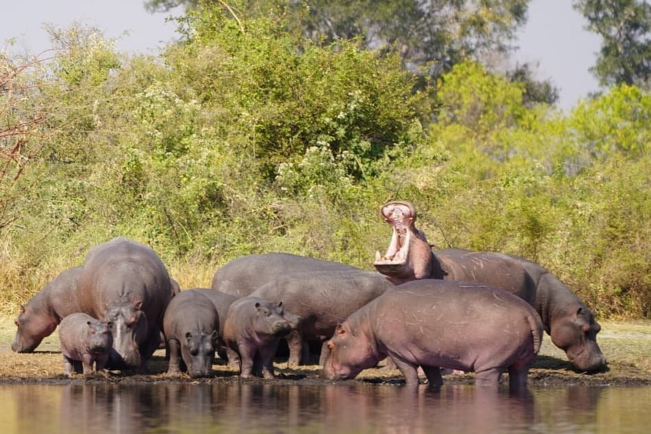 What Are 10 Amazing Facts About Africa’s Wildlife