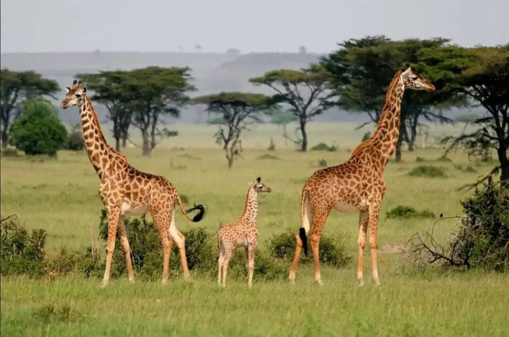 What is so special about Masai Mara?