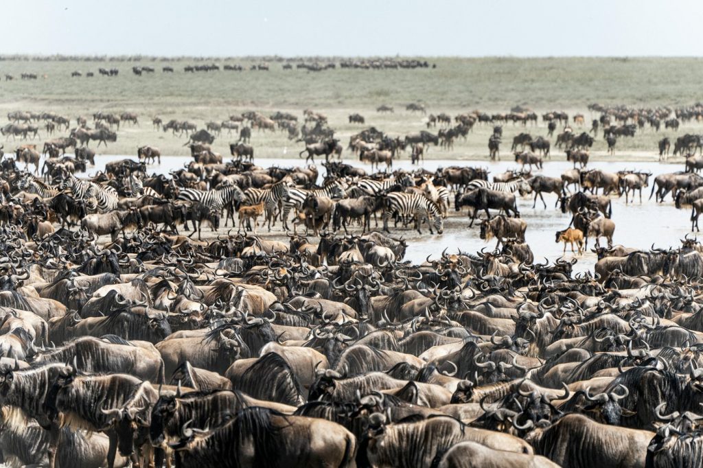 What Makes Maasai Mara National Reserve Kenya’s Premier National Park