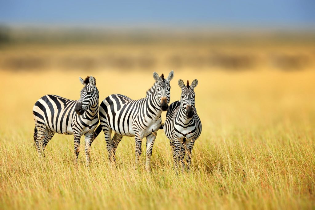 What Are the Top 10 Animals to See on Safari in Africa