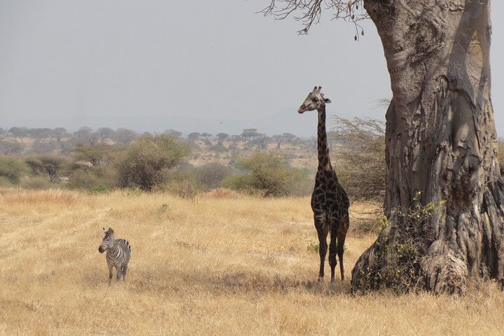 Tanzania Safari 4 days/3 nights