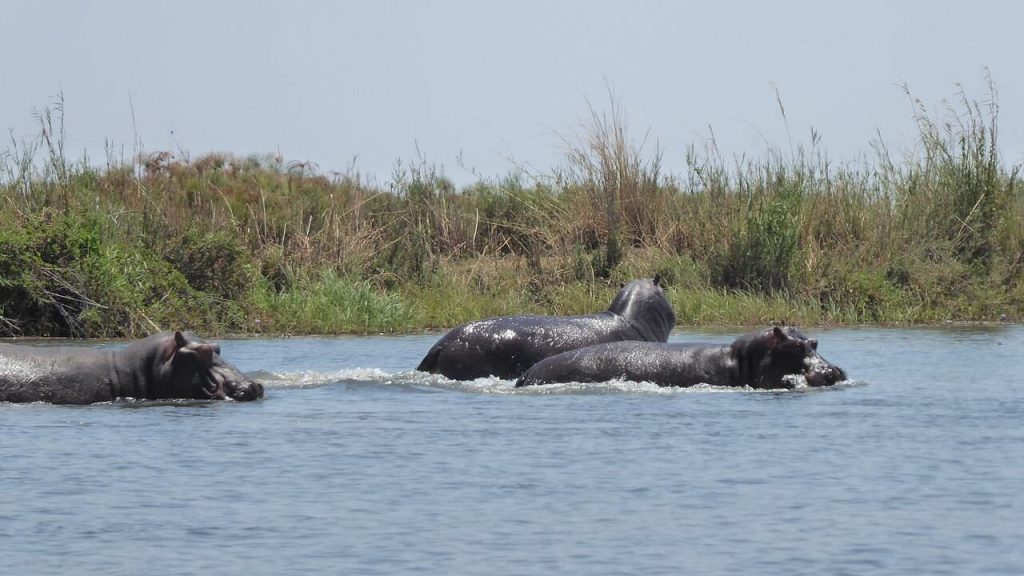 What is so special about the Okavango Delta