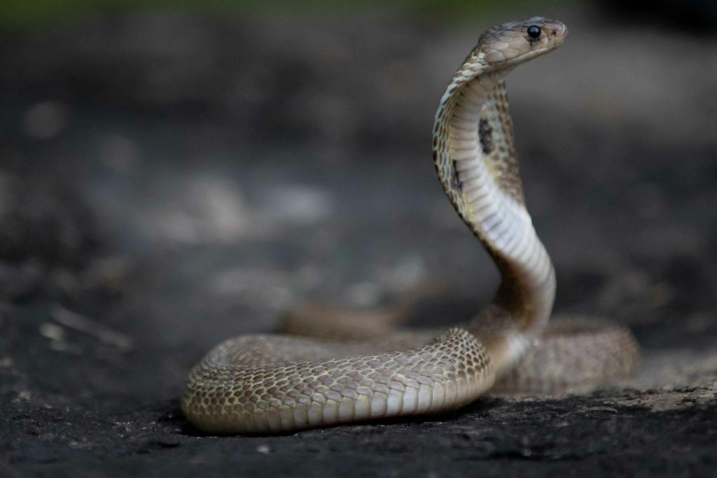 What are the most dangerous snake in Africa