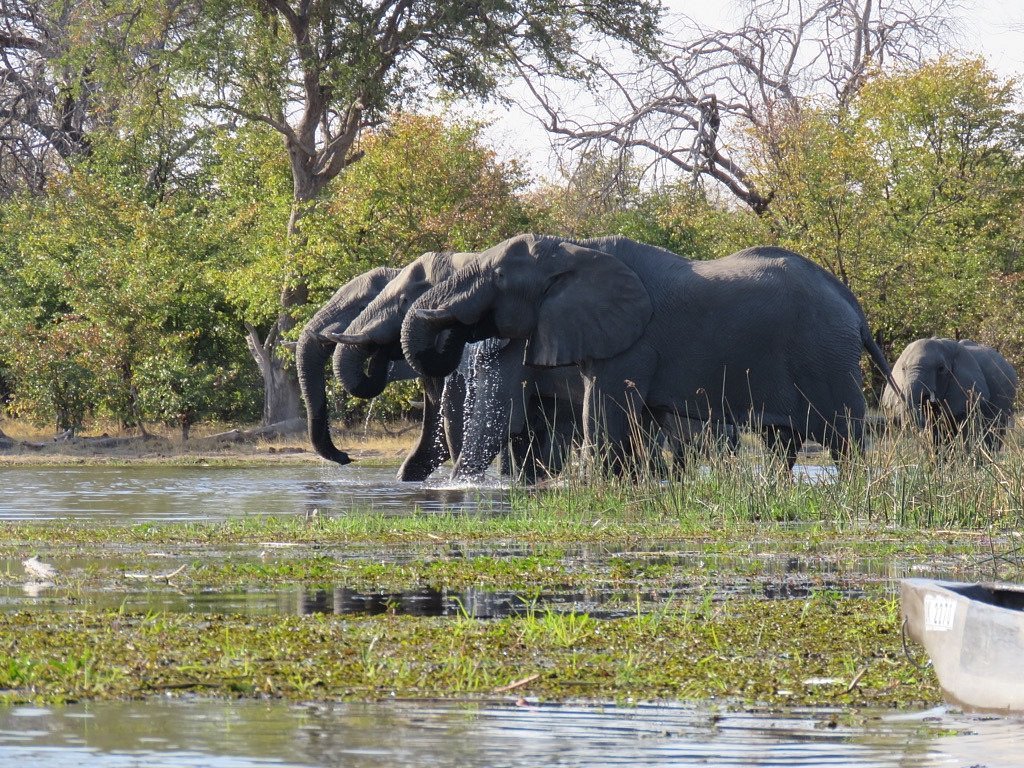 What is so special about the Okavango Delta