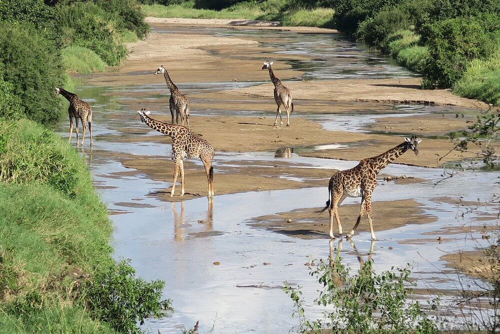 Tanzania Safari 6 days / 5 nights: The Grand Northern Circuit Expedition