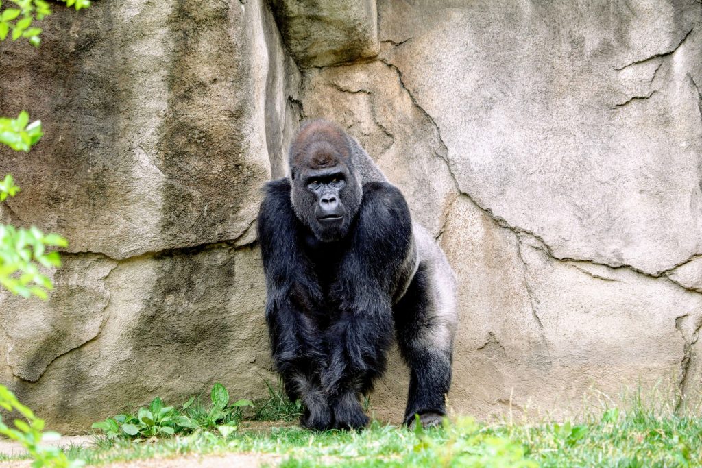 What Are the Top 10 Animals to See on Safari in Africa