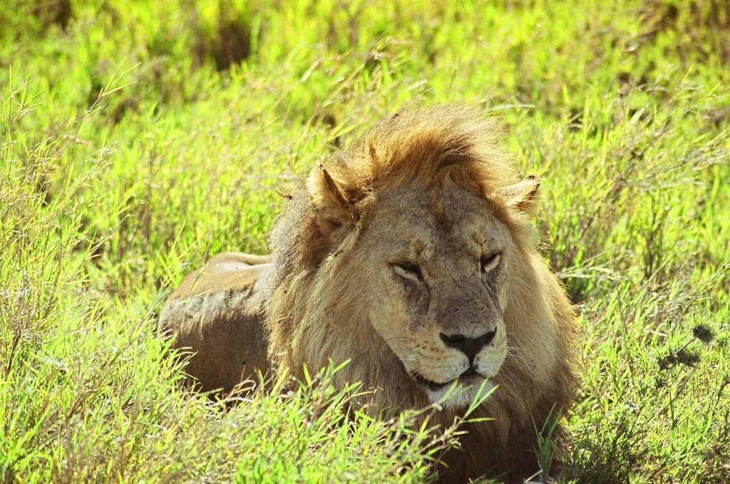 Where is the best place in Africa to see lions?