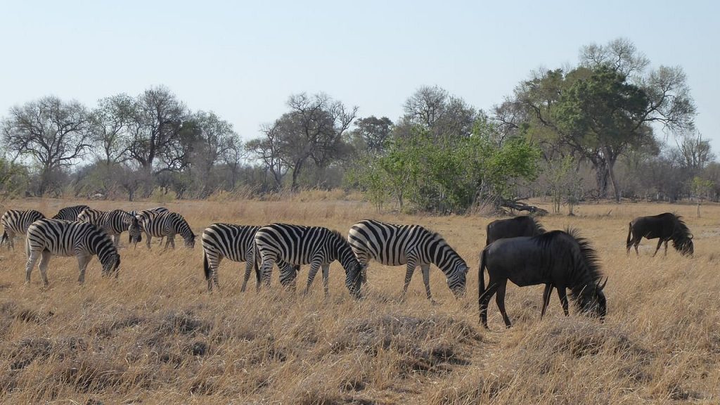 What is so special about the Okavango Delta