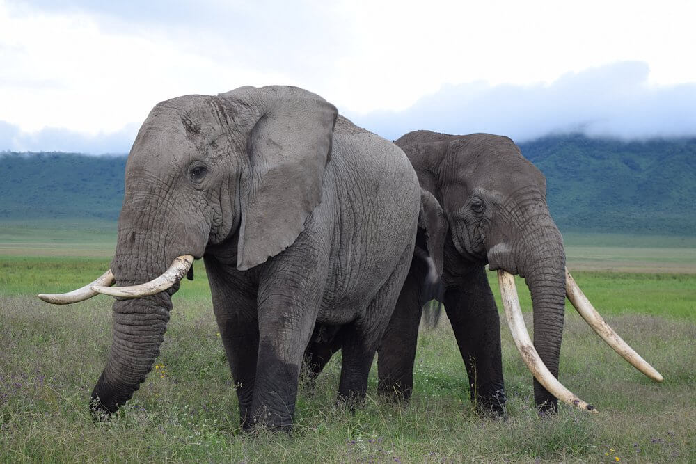 Tanzania Safari 4 days/ 3 nights