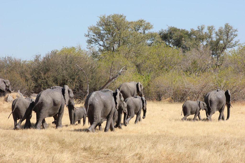What Are the Top 10 Animals to See on Safari in Africa?