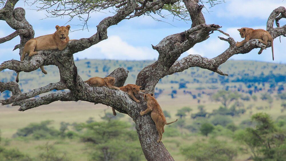 Tanzania Safari 4 days/3 nights